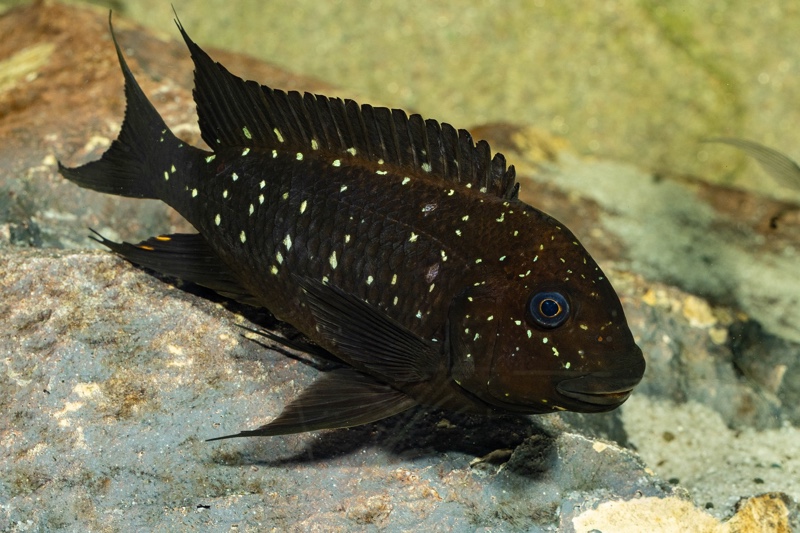 Petrochromis trewavasae 'Moliro'